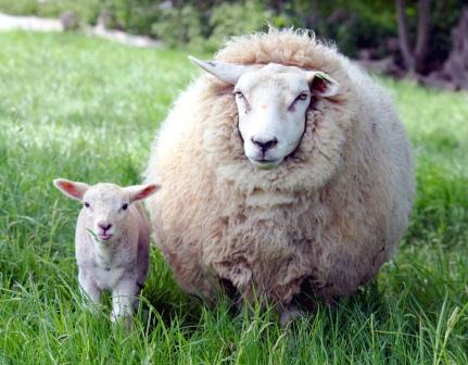 Купить подушки из овечьей шерсти в Новосибирске